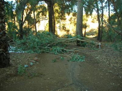 Pine Loop Trail