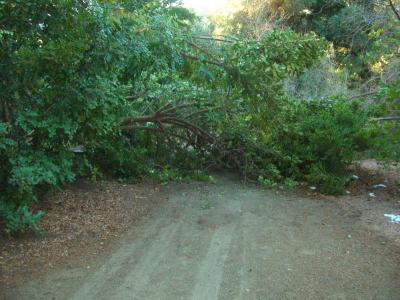 Broken Branches from the Carob Tree Blocking the Main Trail