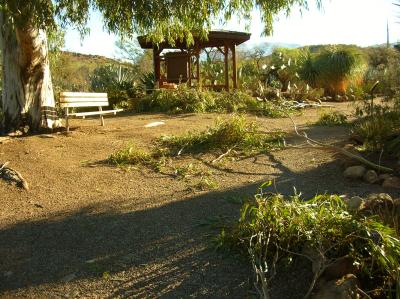 Fallen Branches From the Cactus Garden Eucalyptus