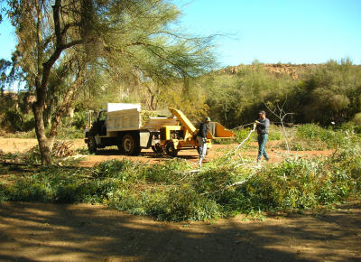 Hauling Branches to the Chipper