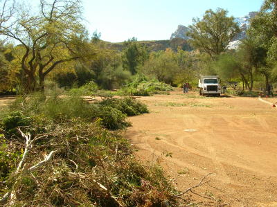 Fallen Limbs from the Demonstration Garden Piled in the Picnic Parking Lot