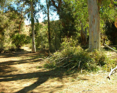 Piles of Fallen Branches Stacked in the Eucalyptus Forest