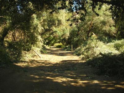 Main Trail through the Olive Trees has been Cleared of Fallen Branches