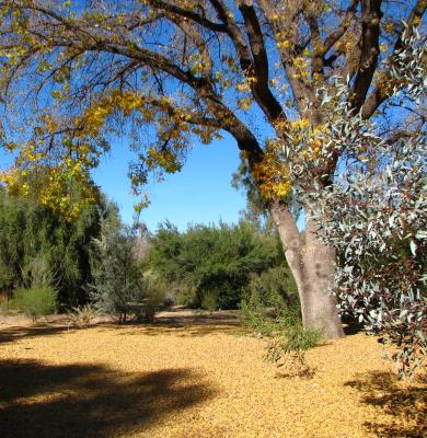 Pistachio. Fallen Leaves.