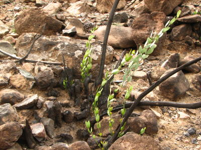 Jojoba Recovering After Being Burned to the Ground