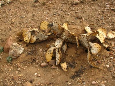 Fire Killed Prickly Pear