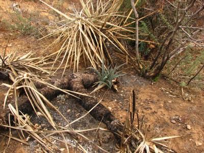 Yucca baccata Recovering