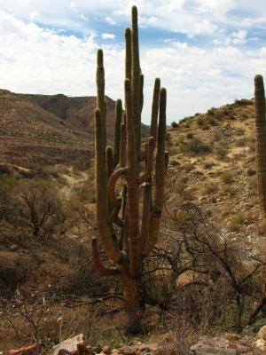 Giant Saguaro Damaged By Fire And Still Alive