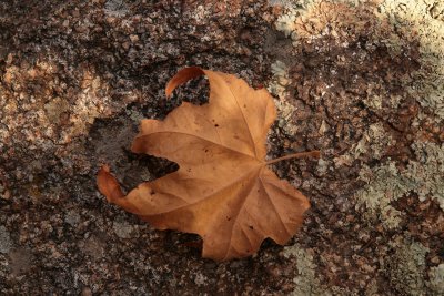 Fallen Sycamore Leaf