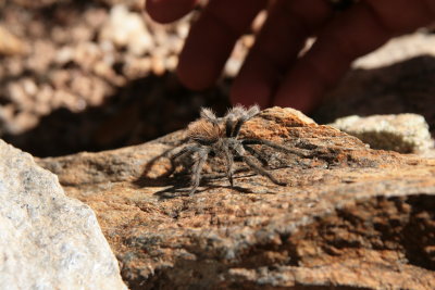 Teenager Tarantula