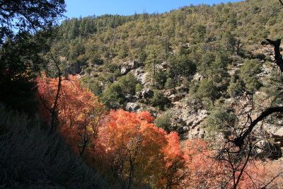 Bigtooth Maple trees in Sixshooter Canyon