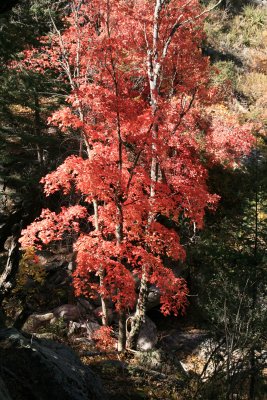Maple in Sixshooter Canyon