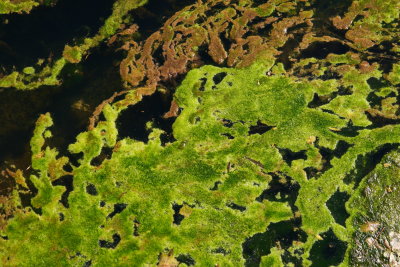 Blobs of brilliant green algae in Queen Creek