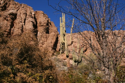 Leaning Saguaro on the south slope of Magma Ridge