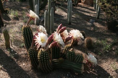 Echinopsis hybrid in the Cactus Garden