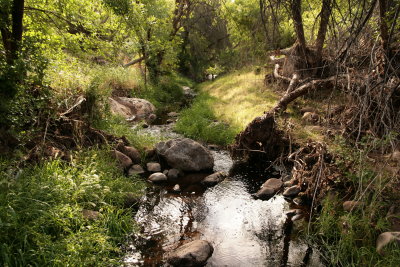 Riparian area along Queen Creek is very lush in this photo