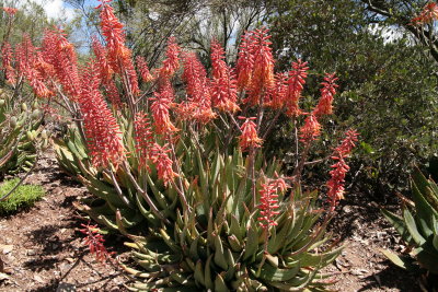 Aloe claviflora x grandidentata