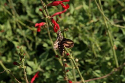 Sphinx Moth in the Butterfly Garden