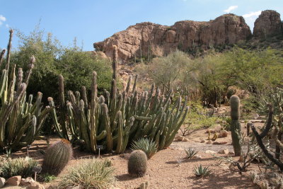Senita cactus in the Cactus Garden