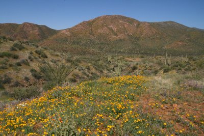 Desert wildflowers along FS 650