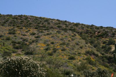 Purple Phacelia distans and Mexican Gold Poppies on a hillside
