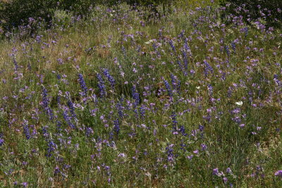 Lupine and Blue Dicks