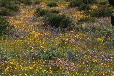 Desert wildflowers cover a slope above FS 650