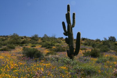 Desert wildflowers cover a slope above FS 650