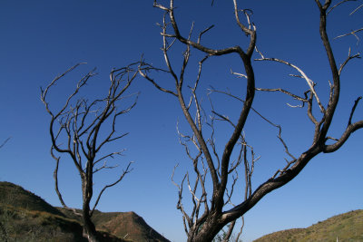 Burned blackened limbs of a plant that died from the Peachville Fire