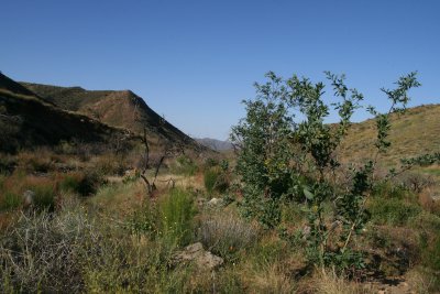 Tobacco Tree, a non-native, growing along the 2005 burn area of Silver King Wash