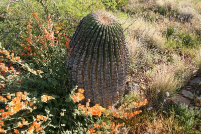A large Barrel cactus that survived the fire