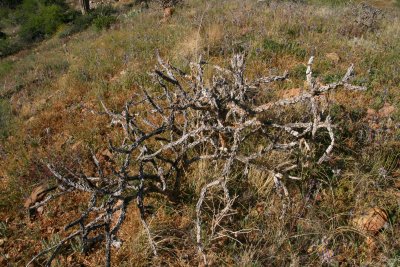 This Cholla did not survive the fire