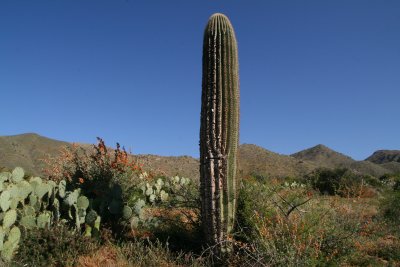 A saguaro that survived the fire