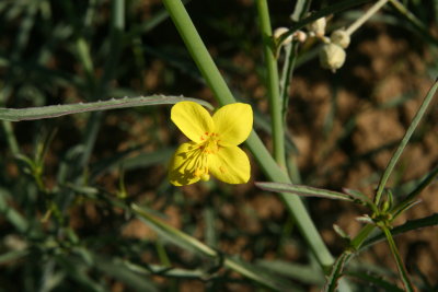 Mustard Evening Primrose - Camissonia californica