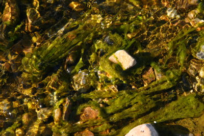 Algae in Silver King Creek