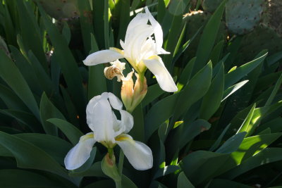 Irises on a Grave
