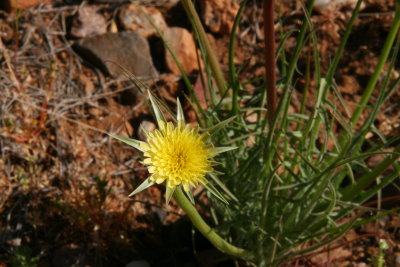 Silver Puffs Flower - Microseris linearifolia