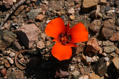 Mariposa Lily - Calochortus kennedyi