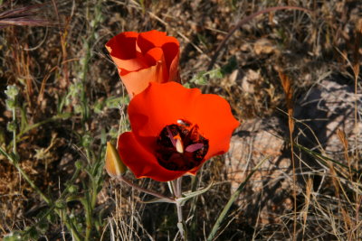 Mariposa Lily - Calochortus kennedyi