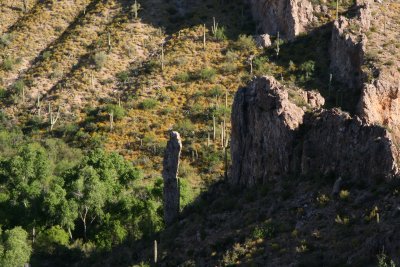 Rocky Spire in Canyon