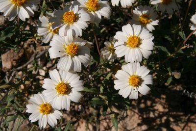 Blackfoot Daisy - Melampodium leucanthum