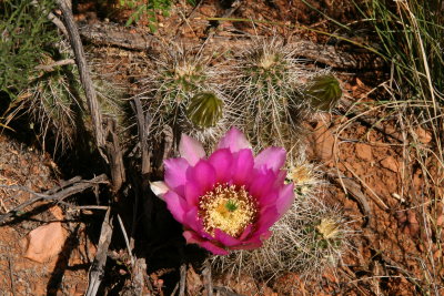Hedgehog Cactus - Echinocereus species