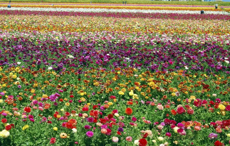 carlsbad_flower_fields