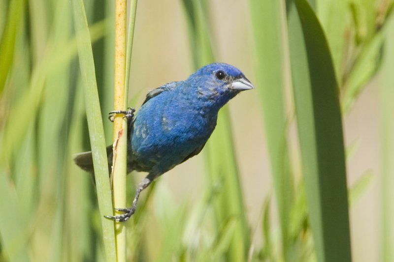 INDIGO BUNTING - IMMATURE