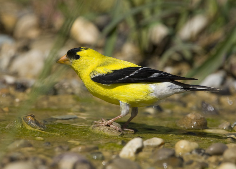 AMERICAN GOLDFINCH