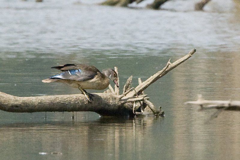 WOOD DUCK - NONBREEDING ADULT