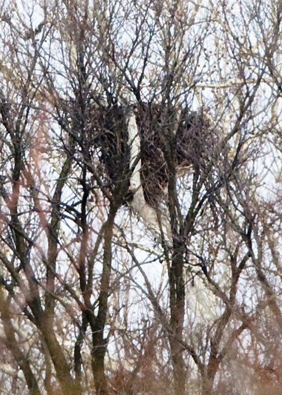 EAGLE NEST AT EASTWOOD PARK