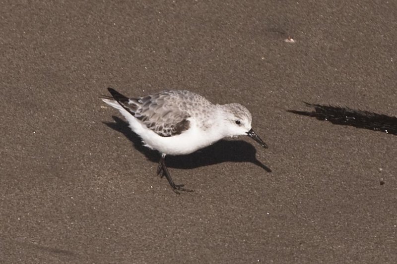 WESTERN SANDPIPER