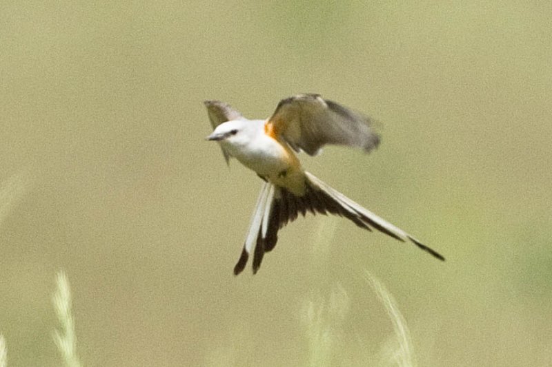 SCISSOR-TAILED FLYCATCHER