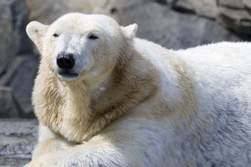 POLAR BEAR